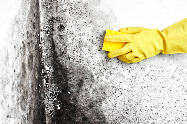 Best Mold Remediation for Rental Properties  in Eastman, GA