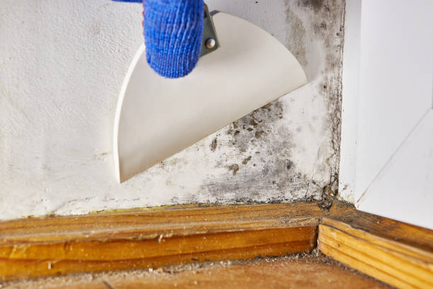 Best Residential Mold Inspection & Testing  in Eastman, GA