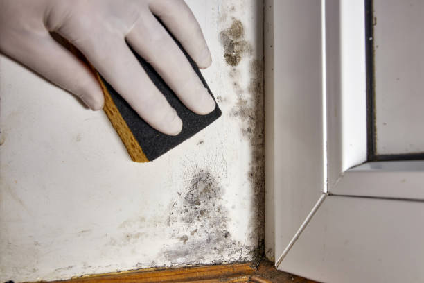 Best Black Mold Removal  in Eastman, GA